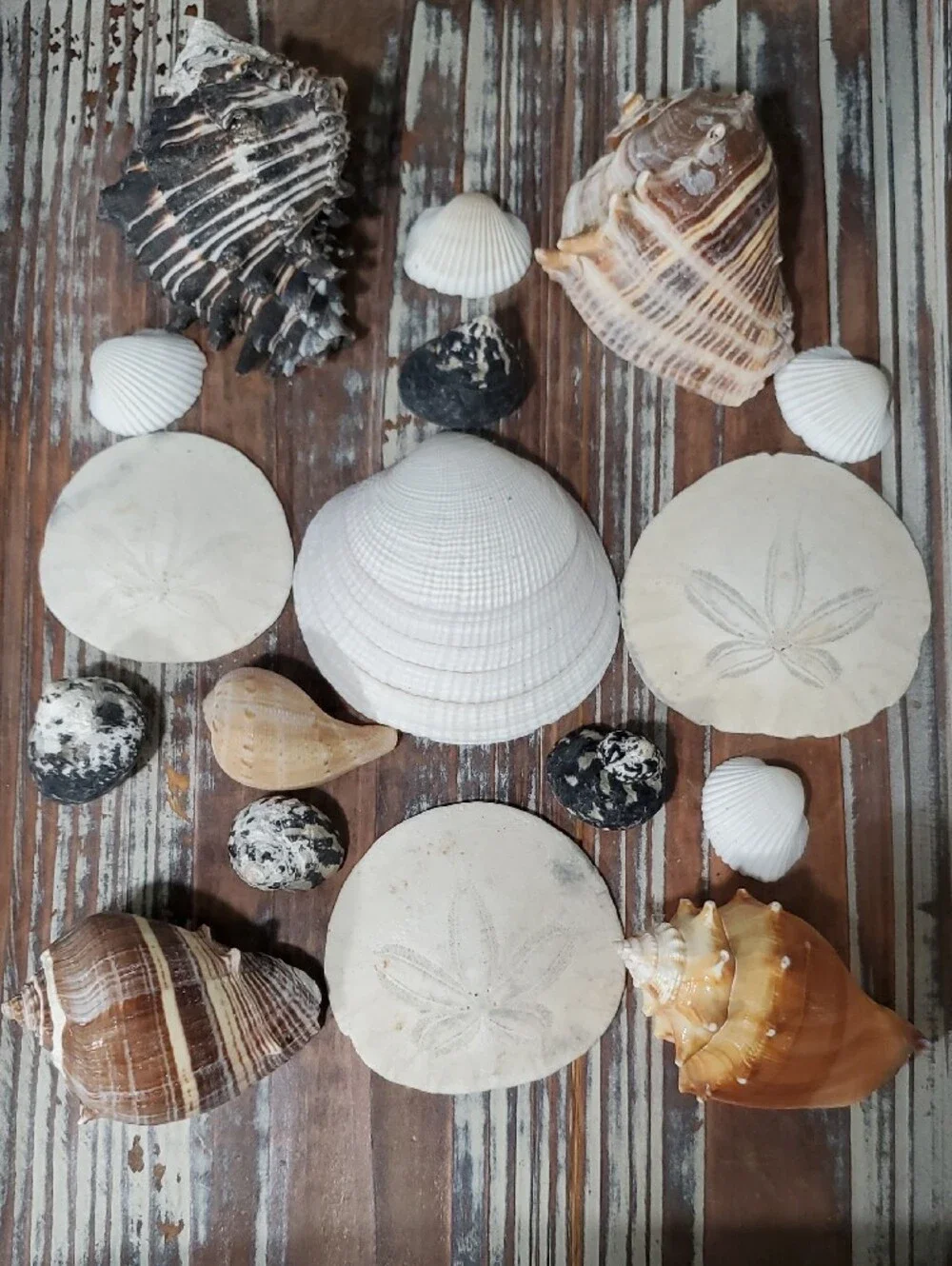 Natural Seashells Beach Coastal Decor Crafts Nautical